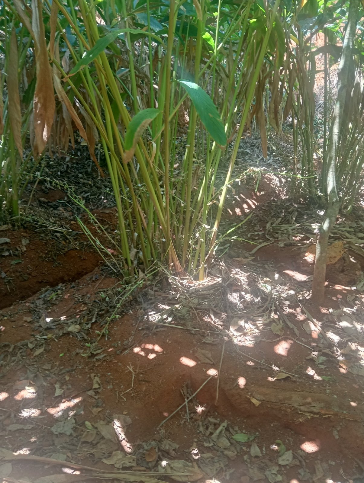 1ഏക്കർ 40സെന്റ് ഏലത്തോട്ടം ഒറ്റിക്ക്