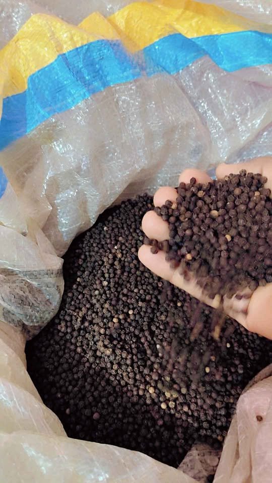 Black pepper from idukki