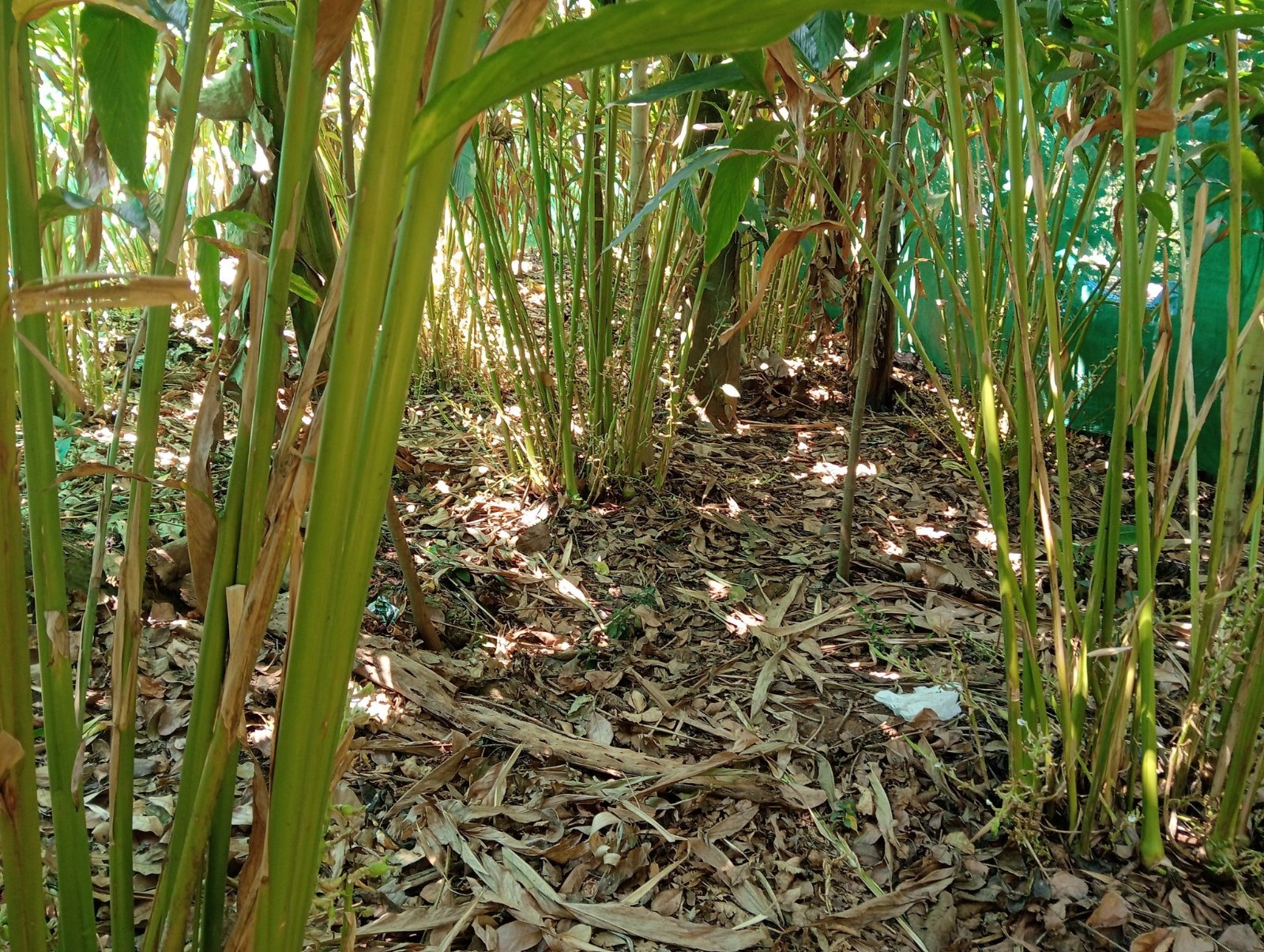 കട്ടപ്പന വള്ളക്കടവ് അടുത്ത് 26സെന്റ് സ്ഥലം ഏലം ഷീറ്റ് വീട്, കുഴൽകിണർ വെള്ളം, പട്ടയം, വഴി, സൗകര്യത്തിൽ വില്പനക്ക്.