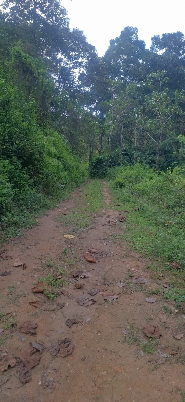 ഇടുക്കി ജില്ലയിൽ 120 ഏക്കർ കാലിസ്ഥലം വിൽപ്പനക്ക്.