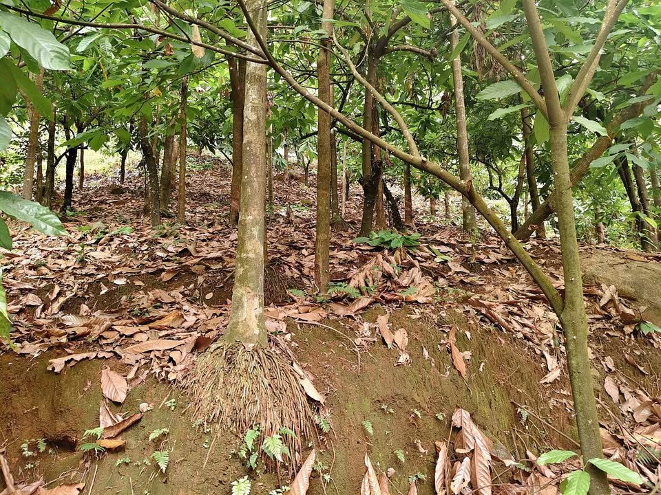plot for Sale Mankulam