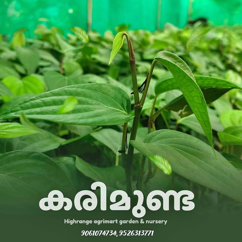 കരിമുണ്ട കുരുമുളക് തൈകൾ