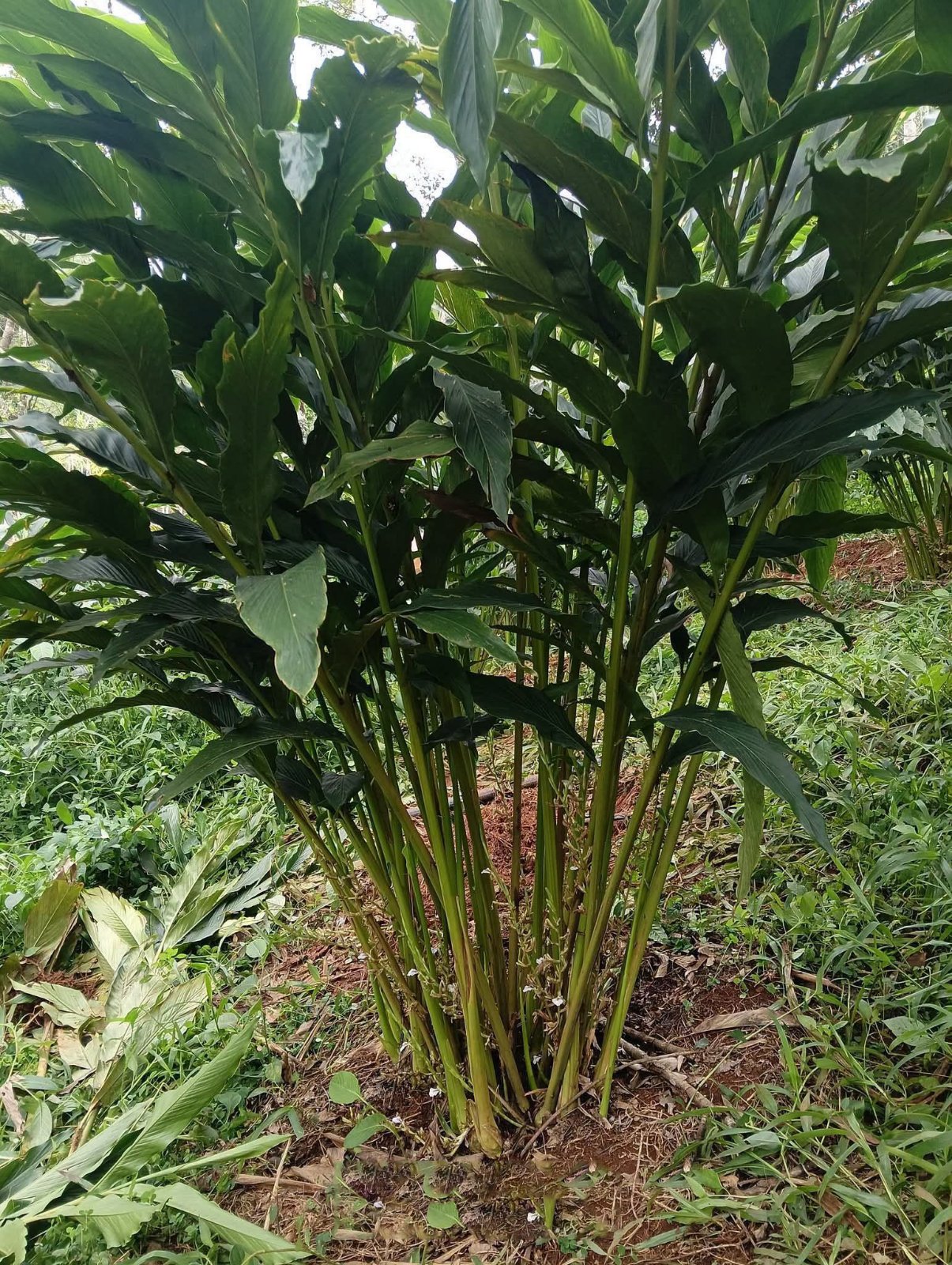 ഞള്ളാണി ഏലത്തട്ടകൾ വിൽപ്പനയ്ക്ക്