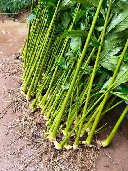 നല്ലയിനം ഞള്ളാനി, കണിപറമ്പൻ ഏലത്തട്ടകൾ വില്പനയ്ക്ക് | cardamom plant