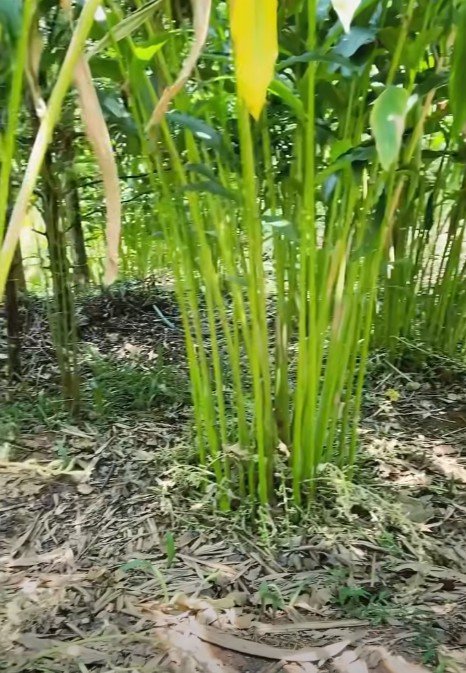 തങ്കമണിയിൽ 3 ഏക്കർ ഏലത്തോട്ടം പാട്ടത്തിന്