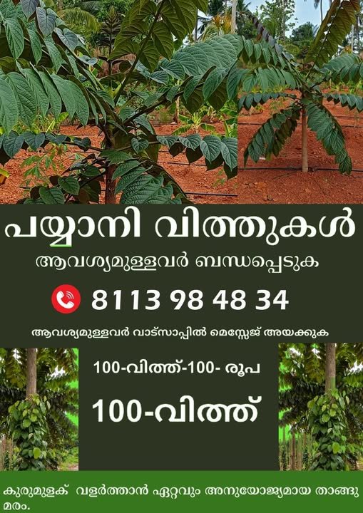 പയ്യാനി വിത്തുകൾ വില്പനക്ക്