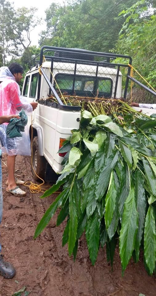 കണിപ്പറമ്പൻ, ഞള്ളാണി ഏലതട്ടകൾ വിൽപ്പനക്ക്