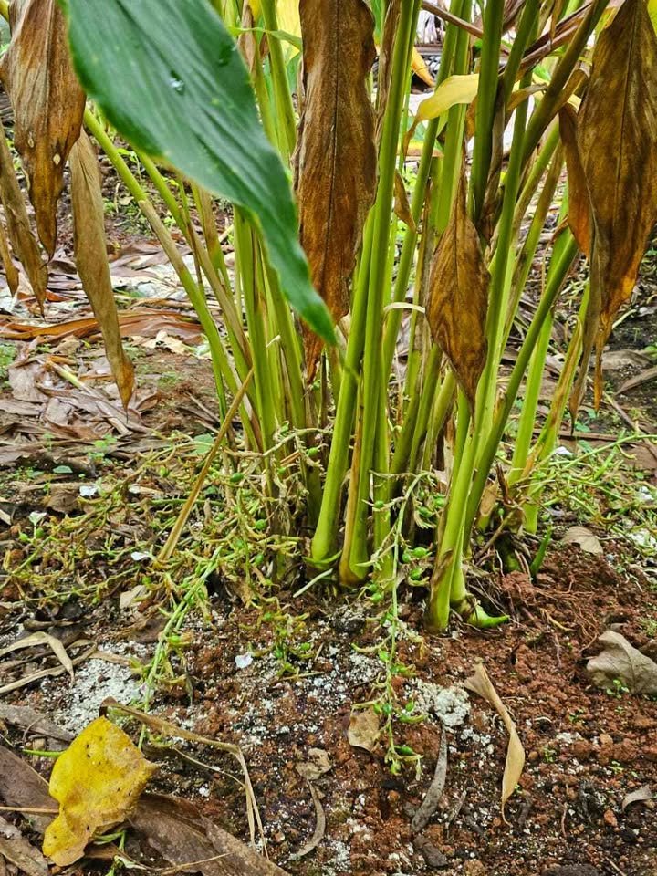 ബൊമ്മി ഏലത്തട്ട വില്പനക്ക്