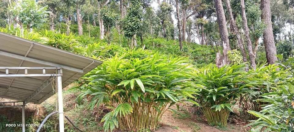 Good running cardamom estate for sale in idukki district Kerala