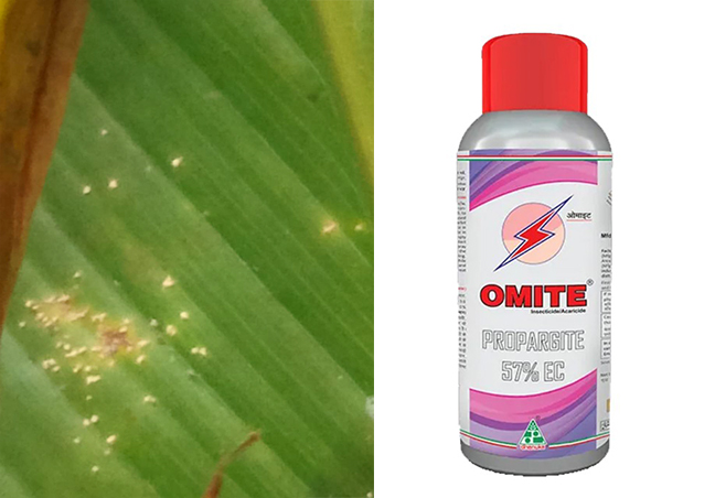 ഇലപ്പേൻ - നിയന്ത്രണവും ഏല പരിചരണവും 