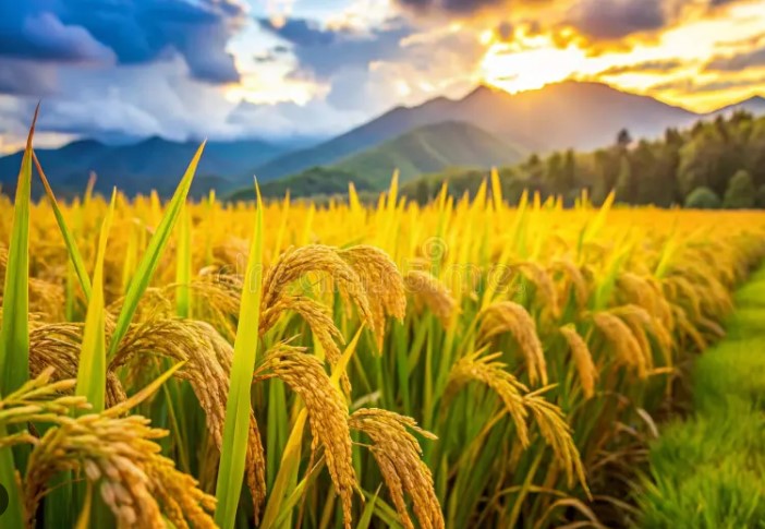 എൽ നിനോ തിരിച്ചെത്തുന്നു, ഖരീഫ് കൃഷിക്ക് വെല്ലുവിളി ഉയരുമെന്ന് മുന്നറിയിപ്പ്