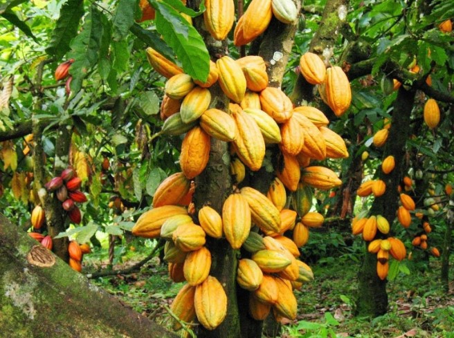 വിപണി തിരിച്ചു പിടിക്കാനൊരുങ്ങി കൊക്കോ, വിലയിൽ മാറ്റമില്ലാതെ നാളികേരം