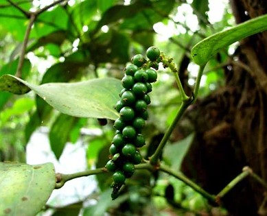 കുരുമുളകിനായി വ്യാപാരികൾ മത്സരിച്ചു, വില കുത്തനെ കൂടി; റബറിനും ഏലത്തിനും നേട്ടം