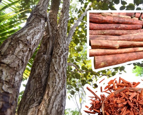 ചന്ദനമരം വളർത്തലും മുറിക്കലും ഇനി എളുപ്പമാകും? കടുത്ത നിയന്ത്രണങ്ങളിൽ ഇളവ് വരുത്താൻ കേന്ദ്ര നീക്കം 