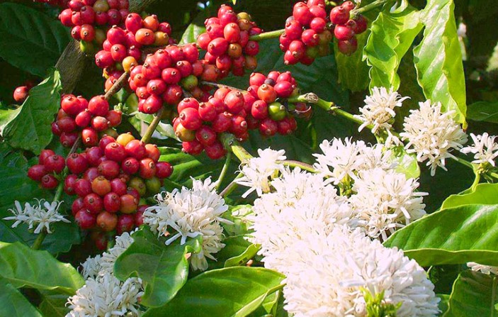 കാപ്പി കൃഷിക്ക് 'വിള' മഴ; പൂത്തുലഞ്ഞ് കാപ്പിത്തോട്ടങ്ങൾ, ഉത്പാദനം വർദ്ധിച്ചേക്കും