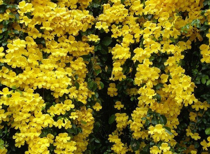 പല രാജ്യങ്ങളിലും നിരോധിച്ച ചെടി, കേരളത്തിൽ വൈറൽ; ഭംഗി കണ്ട് മയങ്ങല്ലേ!