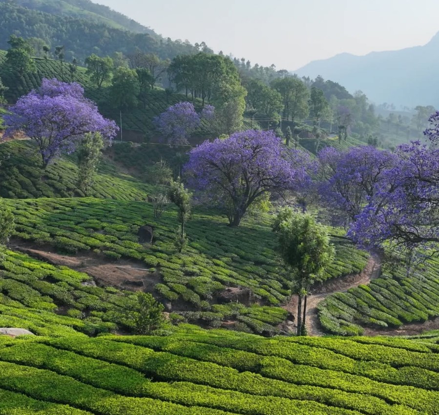 മൂന്നാർ മലകൾക്ക് നീലപ്പൊട്ട്; ഇത് ജക്രാന്ത വസന്തകാലം: മനംകവരുന്ന കാഴ്ച