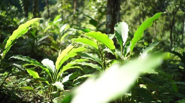 ഏലയ്ക്ക ഉൽപാദനം കുറ‍ഞ്ഞെങ്കിലും വില കൂടുന്നില്ല; കർഷകർ ആശങ്കയിൽ