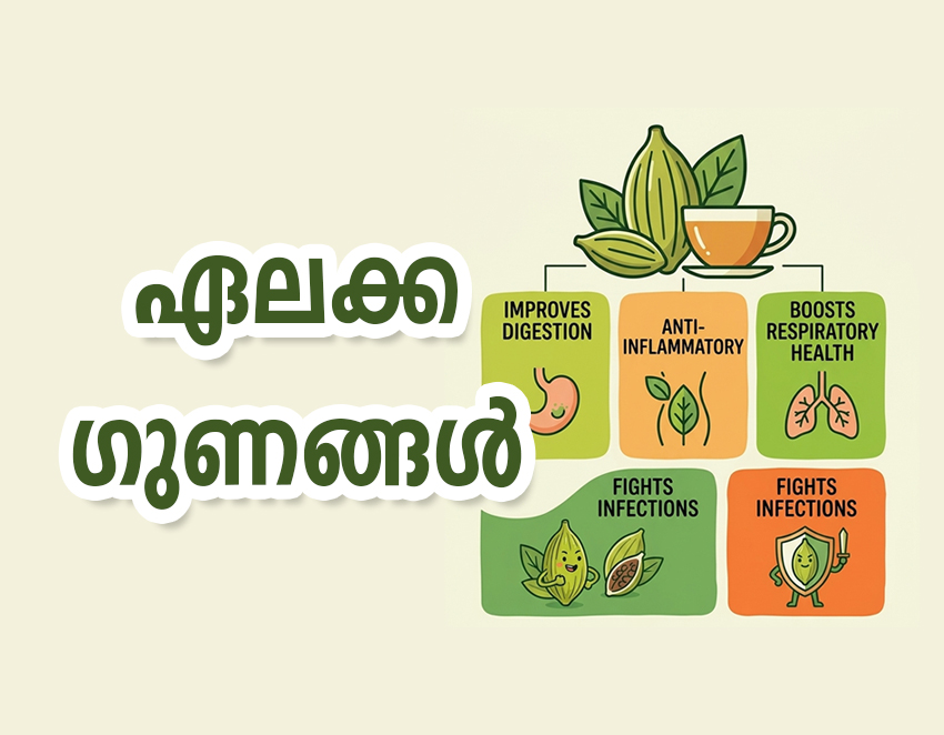 ഏലക്കായ വിശേഷങ്ങള്‍