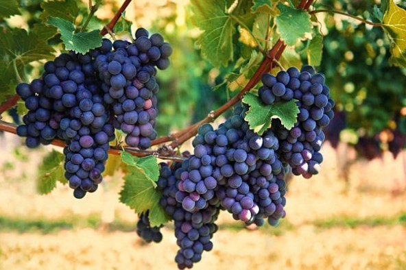 മുന്തിരി കൃഷി കേരളത്തില്‍ , കൃഷി രീതിയും പരിചരണവും – Grape Growing Kerala