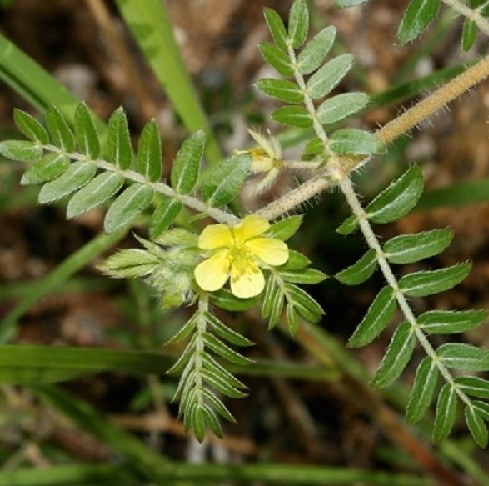 ഞെരിഞ്ഞിൽ കൃഷി: ആരോഗ്യ ഗുണങ്ങളും മികച്ച വരുമാന സാധ്യതകളും