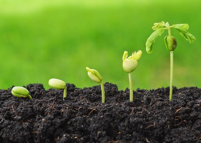 വീട്ടിൽ ജൈവകൃഷി ചെയ്യുമ്പോൾ ചെയ്യാവുന്ന ജൈവ കീടനിയന്ത്രണ രീതികൾ