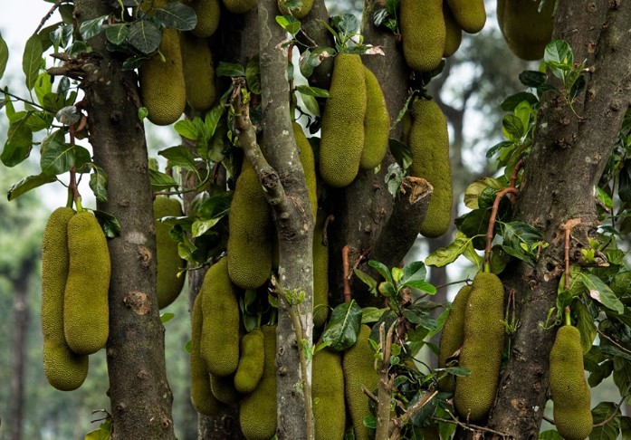 ബ്രസീലിന്റെ വനങ്ങളെ വിഴുങ്ങി പ്ലാവ്; കേരളത്തിന്റെ പ്രിയ ചക്ക അവിടെ വില്ലൻ