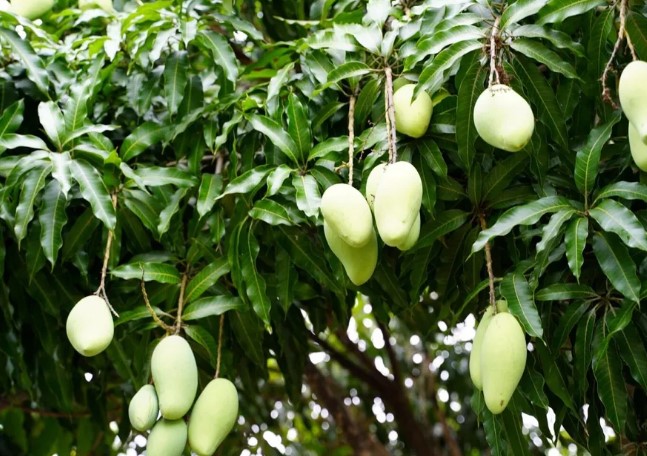 അദ്ഭുതം, ഒരൊറ്റ മരത്തിൽ 350 ഇനം മാമ്പഴങ്ങൾ! 125 വയസ്സുള്ള മാവിൽ മോദി മുതൽ സച്ചിൻ വരെ