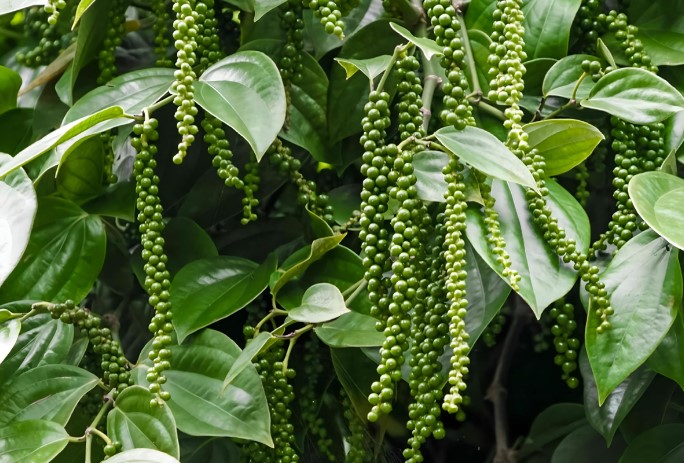 ഏലം കർഷകർക്ക് ആശ്വാസമായി വേനൽമഴ, റബറിനും കുരുമുളകിനും ഇടിവ്
