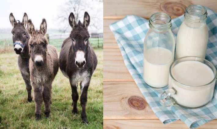 പാൽ ലീറ്ററിന് 7000 രൂപ, 50 ലക്ഷം സർക്കാർ സബ്‌സിഡി! കഴുത വളർത്തൽ ലക്ഷങ്ങൾ കൊയ്യുന്ന ബിസിനസ്സോ?