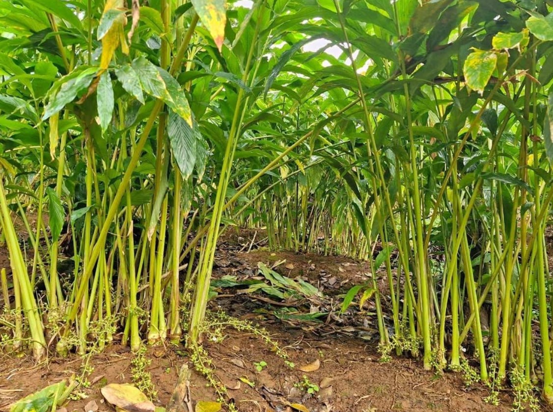 ഏലത്തിനു പ്രതീക്ഷ, റബർ വിലയിൽ ഇടിവ്