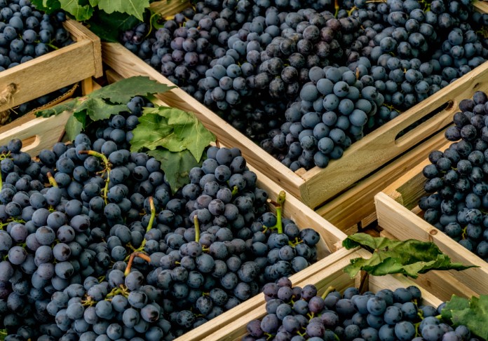 മുന്തിരിവണ്ടികൾക്കും വഴിമുട്ടി; ഗൾഫിലേക്കുള്ള കയറ്റുമതി നിലച്ചു, ടൺ കണക്കിന് ചരക്ക് തുറമുഖങ്ങളിൽ കുടുങ്ങി