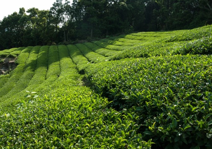 കാലാവസ്ഥയിലെ പെട്ടെന്നുള്ള മാറ്റം; തേയില, ഏലം കർഷകർ ആശങ്കയി