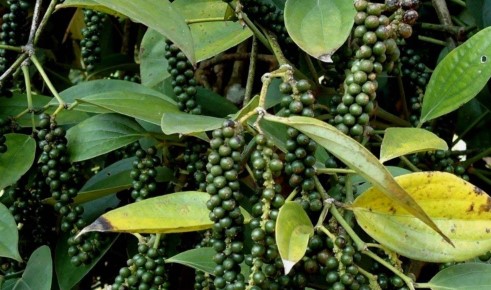 ഈ ഇനങ്ങൾ മാത്രം തെരഞ്ഞെടുത്ത് കുരുമുളക് കൃഷി ചെയ്താൽ ലാഭം ഇരട്ടി