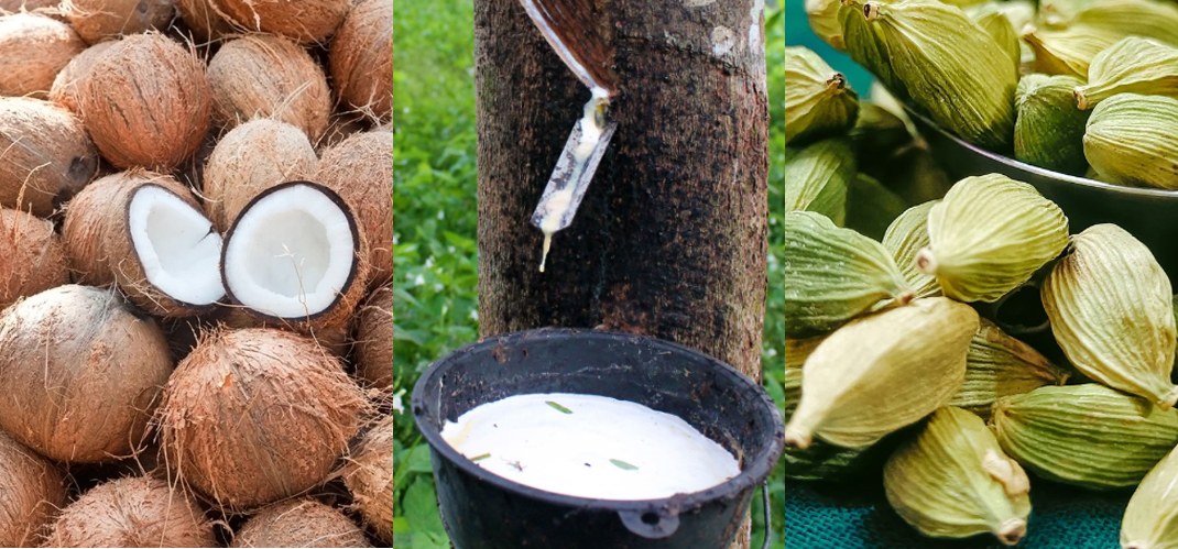 കൊപ്രയ്ക്ക് വിൽപ്പനക്കാർ കുറവ് ? റബറിനും ഇടിവ്.