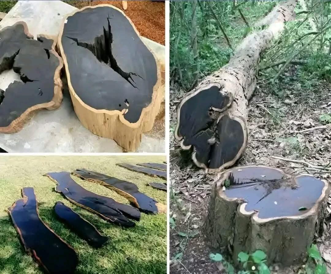 സ്വർണ്ണത്തേക്കാൾ വിലയുള്ള തടി; ലോകത്തിലെ ഏറ്റവും വിലപിടിപ്പുള്ള മരത്തിന്റെ 'സുഗന്ധം വമിക്കുന്ന' കഥ