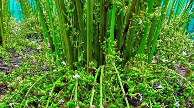 ഏലം കൃഷി: വേനൽമഴയ്ക്ക് ശേഷം മികച്ച വിളവിന് ഈ വളക്കൂട്ടുകൾ പരീക്ഷിക്കാം