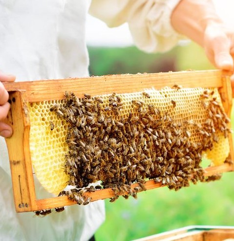 കിലോയ്ക്ക് 3000 രൂപ വരെ, തേൻ സീസൺ തുടങ്ങി; ഇനി വരുമാന മധുരം കുറയില്ല!