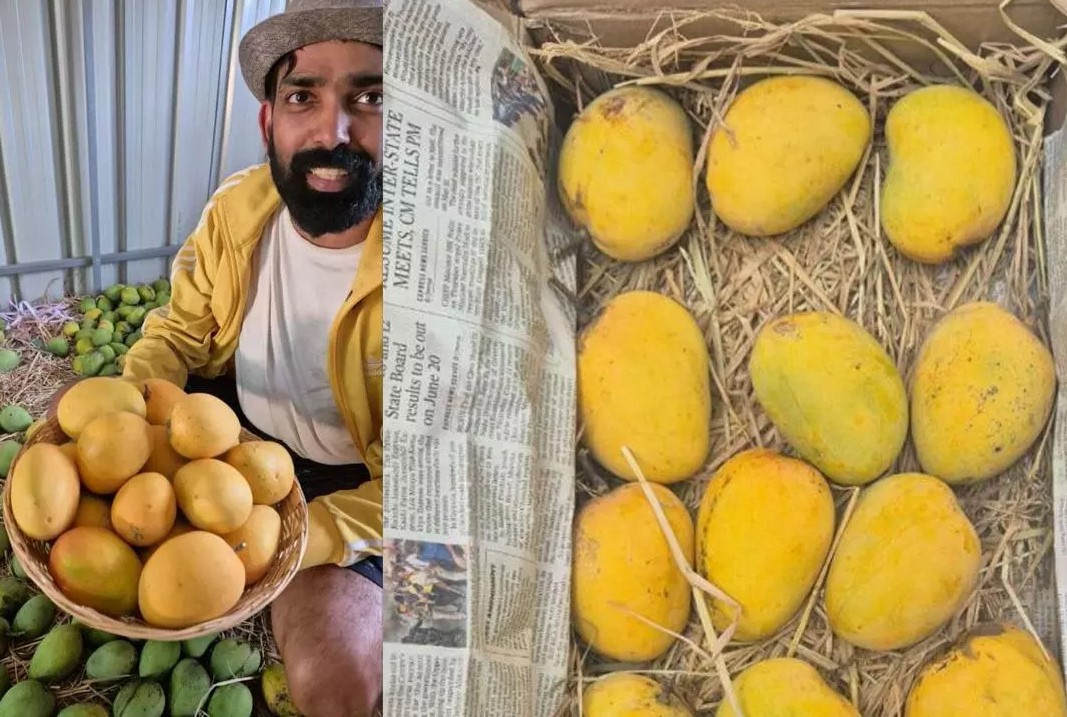 സീസണിൽ ഒരു മാവ് പാട്ടത്തിനെടുക്കാം, 90 കിലോ വരെ അൽഫോൻസാ മാമ്പഴം വീട്ടിലെത്തും 