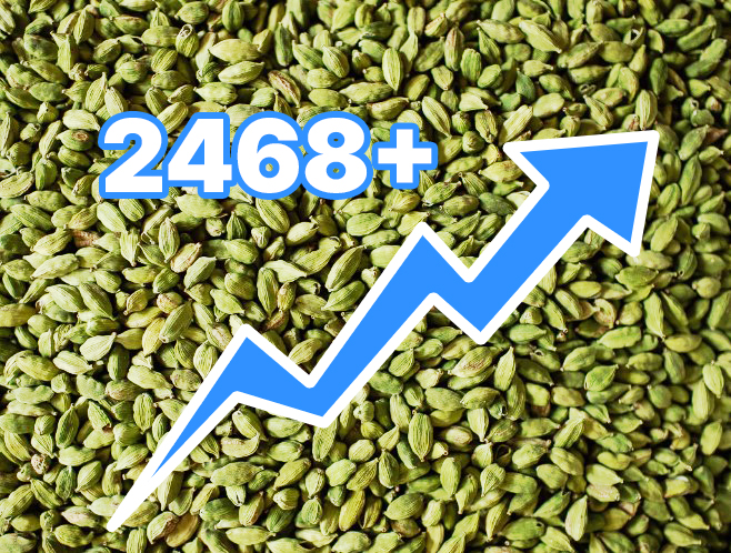 ഏലക്ക വില വീണ്ടും കുതിച്ചുയരുന്നു: ശരാശരി വില 2468 രൂപ കടന്നു, ഉയർന്ന വില 3200-ന് മുകളിൽ!