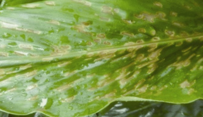 ഏലക്കായയുടെ തൂക്കവും ഗുണനിലവാരവും കുറയുന്നുണ്ടോ? വില്ലൻ ഈ കീടമാകാം! പരിഹാരങ്ങൾ ഇതാ 🌿 | Cardamom Thrips Management