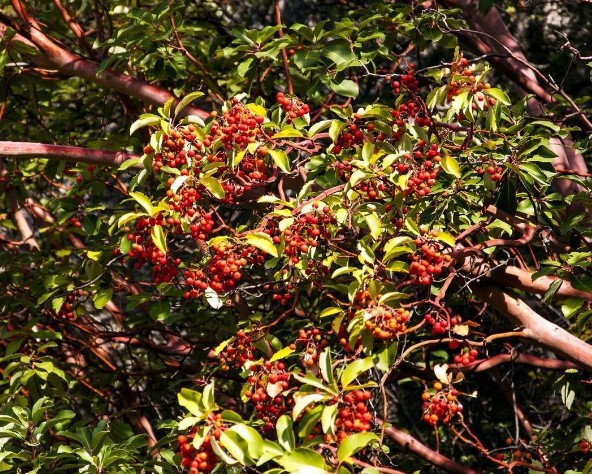 30 മരങ്ങൾ നട്ടാൽ 1 കോടി വരുമാനം! വീട്ടുമുറ്റത്തും പറമ്പിലും വളർത്താം; അറിയണം ഇക്കാര്യങ്ങൾ.