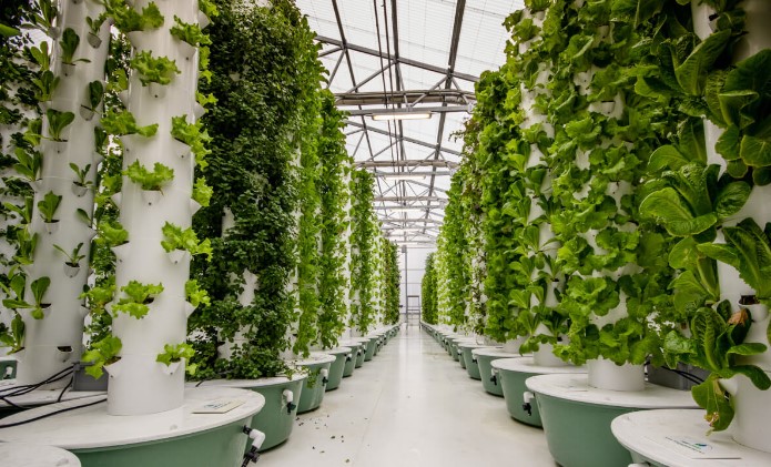 മണ്ണില്ല, വെള്ളമില്ല... ഇനി വായുവിൽ കൃഷി ചെയ്യാം! 🌬️🌱 'എയറോപോണിക്സ്' എന്ന അത്ഭുത കൃഷിരീതി പരിചയപ്പെടൂ!