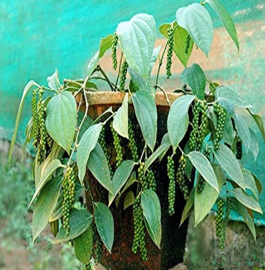 വീട്ടുമുറ്റത്തെ കുരുമുളക് തോട്ടം: ചട്ടികളിൽ കൃഷി ചെയ്യുമ്പോൾ ഇവ ശ്രദ്ധിക്കൂ!