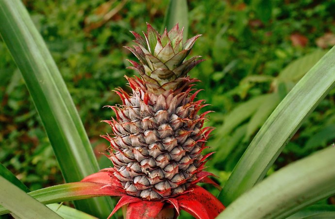 Pineapple Prices: വേനലിലും വില ഇടിഞ്ഞ് പൈനാപ്പിൾ; കർഷകർ പ്രതിസന്ധിയിൽ | cardamom price | cardamom buy