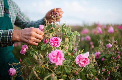 സൗദിയിൽ റോസാപ്പൂ വിപ്ലവം , ഉല്പാദനത്തിൽ 15% വർധന 
