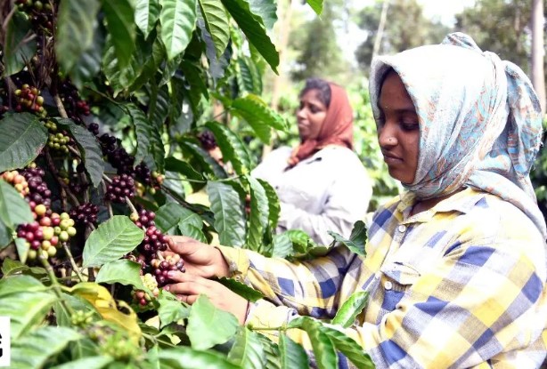 കപ്പിലെ ചൂടാറി; ഇന്ത്യയിൽ തേയില ഉത്പാദനം കൂപ്പുകുത്തി, വില കൂടുമോ?
