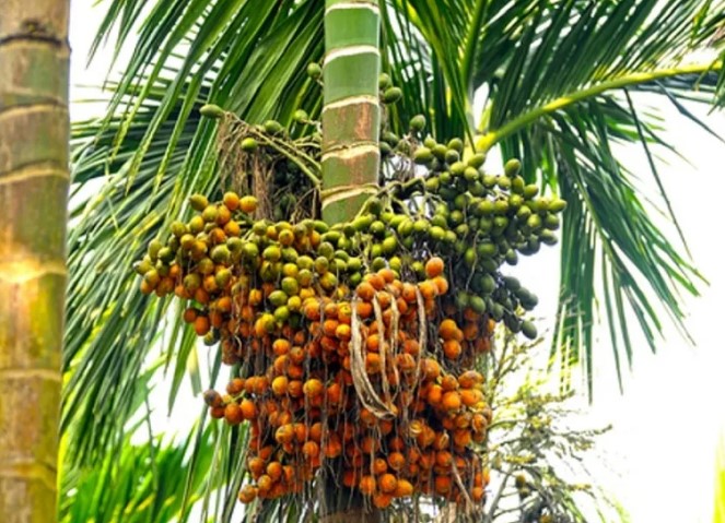 അടയ്ക്കയ്ക്ക് നല്ല കാലം; പുതിയ അടയ്ക്കയ്ക്ക് 500 രൂപ; പഴയതിനും വില കൂടി: റെക്കോർഡ്!