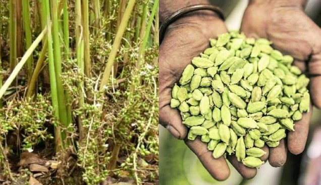 ഏലം കൃഷി: വേനൽ സംരക്ഷണവും കീടനിയന്ത്രണവും ഏപ്രിൽ മാസത്തിൽ ഏലച്ചെടികളെ വേനൽച്ചൂടിൽ നിന്നും കീടങ്ങളിൽ നിന്നും എങ്ങനെ സംരക്ഷിക്കാം? 