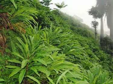 ഏലത്തോട്ടങ്ങളിലെ രോഗനിയന്ത്രണവും ജൈവ പരിചരണവും ഏലച്ചെടികൾക്ക് കരുത്തേകാൻ ജൈവവളങ്ങളും ഫ്യൂസേറിയം രോഗത്തിനെതിരെ മുൻകരുതലും.